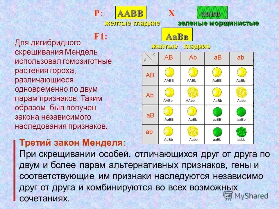 Расщепление по генотипу при дигибридном скрещивании