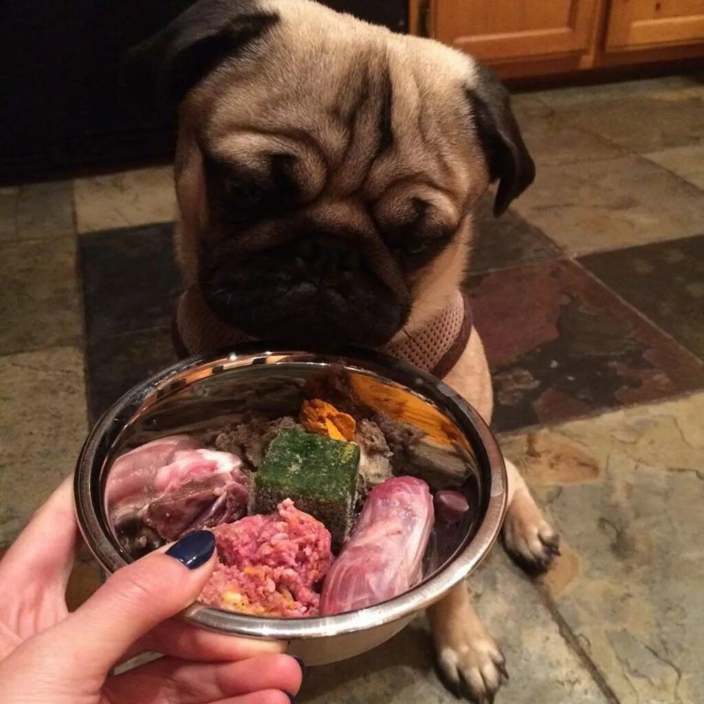 Едят ли мясо собаки