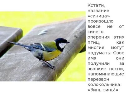Как в народе называют синицу