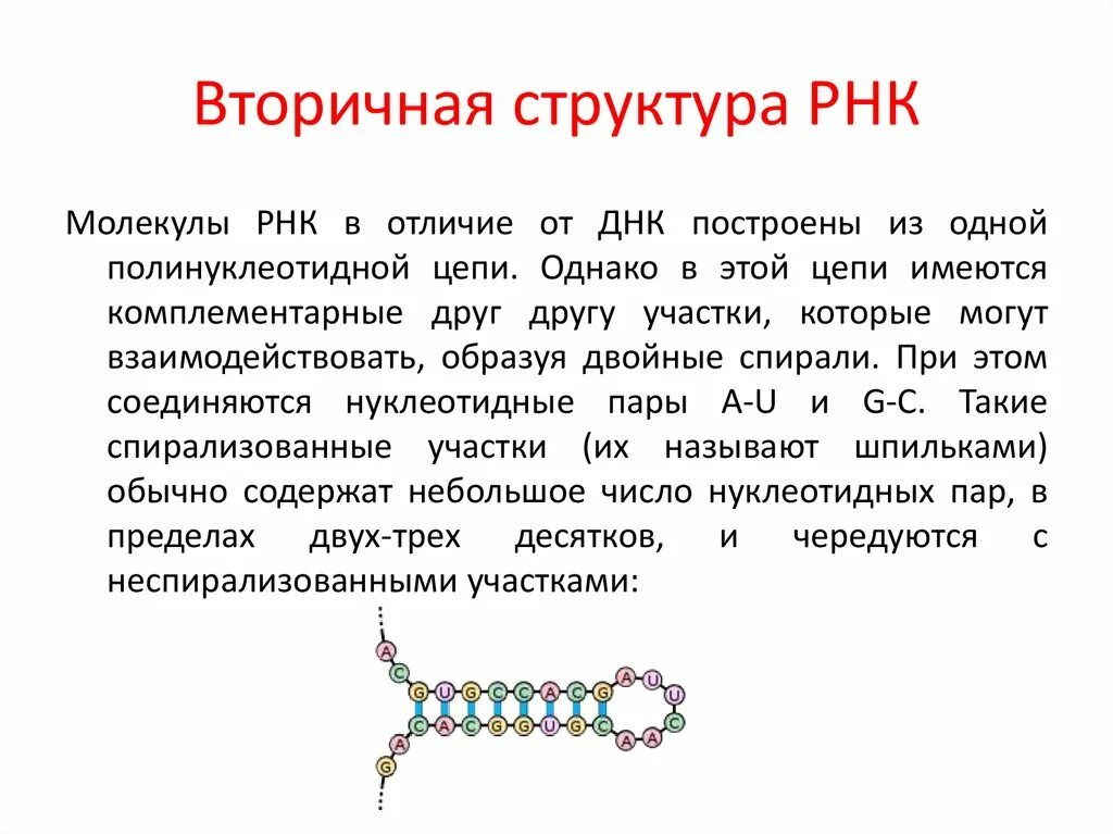 Особенности молекулы рнк. Первичная и вторичная структура ТРНК. Строение вторичной структуры РНК. Вторичная и третичная структура РНК. Строение ТРНК первичная структура.