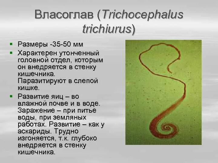 Власоглав Trichocephalus Trichiurus. Власоглав человеческий (Trichocephalus Trichiurus). Власоглав человеческий (Trichocephalus Trichiurus) – возбудитель трихоцефалеза.