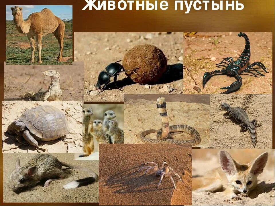 Какие животные в зоне пустынь. Пустыни и полупустыни животные. животные в пустынях и полупустынях. зоны тропических полупустынь и пустынь животные. полупустыни и пустыни растения и животные.