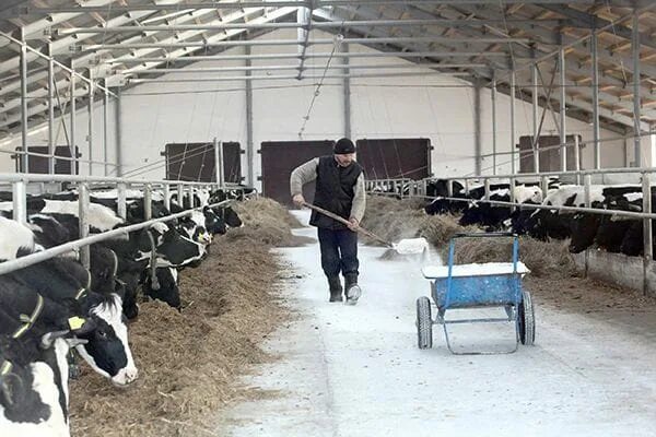 Профессия скотник. Дойная корова. Скотник на ферме. Найди работу скотника в москве. Работа скотника.