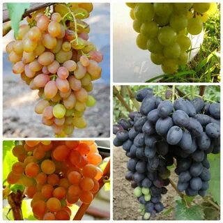 Сколько сортов винограда существует
