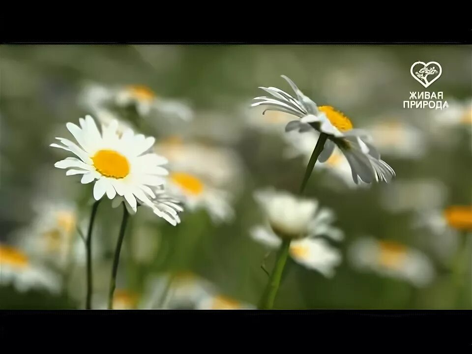 Поляна ромашек. Бабочка и ромашки. Ромашки вертикально. Ромашка цветы. Ромашки и солнце.