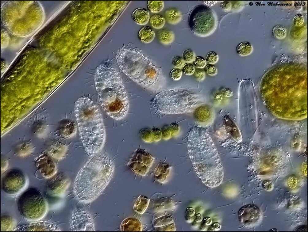 Микро жизни. Диатомеи, одноклеточные организмы. Одноклеточные микроскопические организмы. Простейшиепод миксокопом. Микроводоросли и бактерии.
