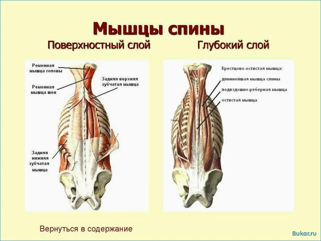 Глубокие спинные. Поверхностный слой глубоких мышц спины. Поверхностные мышцы спины 3 слой. Мышцы спины анатомия поверхностные 1 слой. Мышцы спины глубокие и поверхностные анатомия.