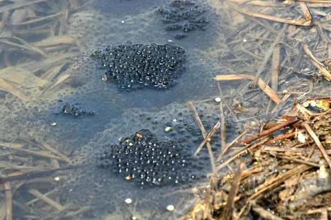 Икра в водоемах
