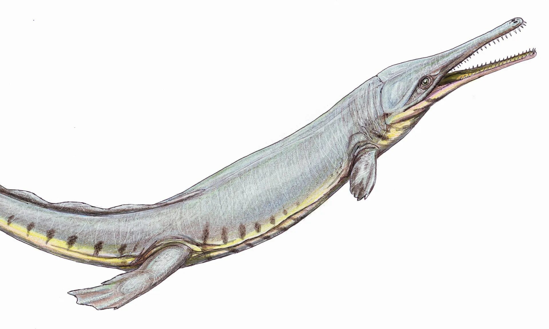 Животного крокодил дельфин. Дельфин крокодил. Гибрид человека и дельфина. Слепой гангский дельфин. Гибрид крокодила и дельфина.