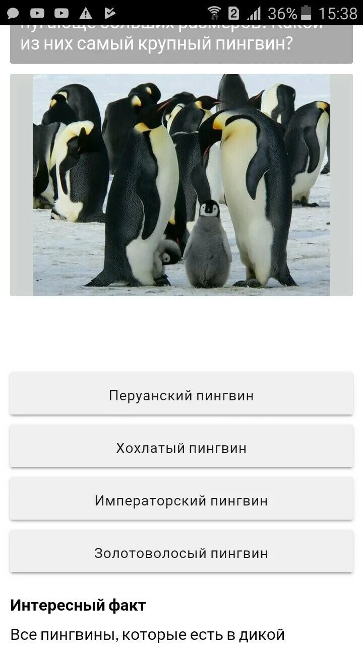 Среди пингвинов есть и драчуны найти глагол. Кот среди пингвинов. Пингвин какой класс. Какого размера пингвины. Пингвин с вопросом.