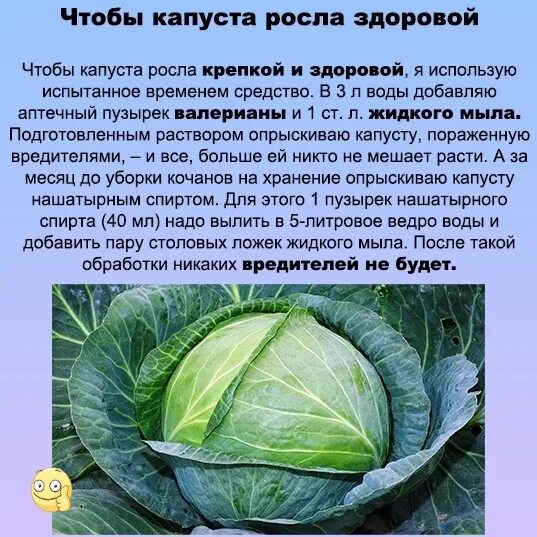 Правда что от капусты растет. Выросла капуста. Расти капуста большая. Чтобы капуста росла крепкой и здоровой. Капуста выросла в высоту.