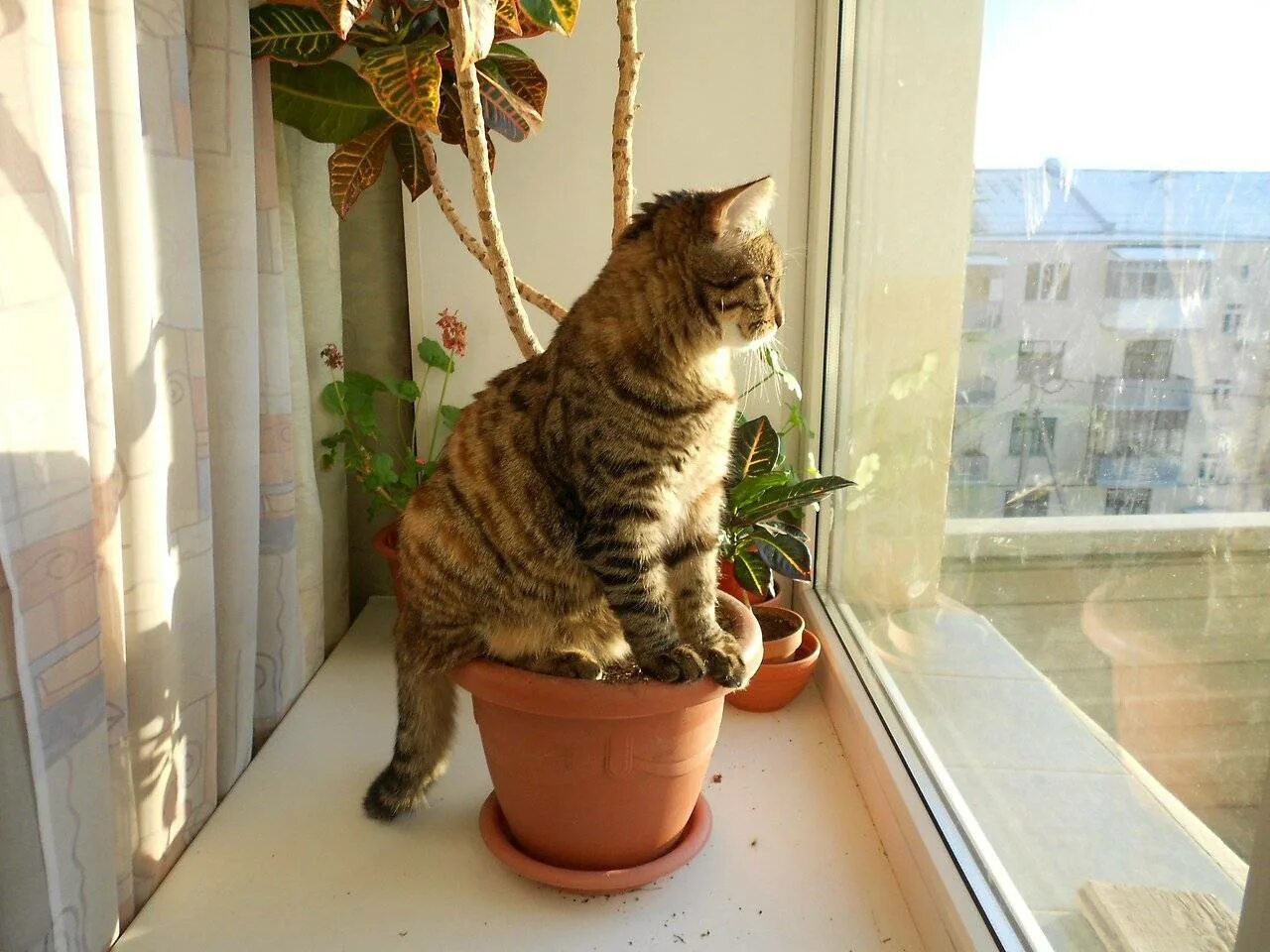 Кошка гадит везде. Кошка на подоконнике. Котик на подоконнике. Кошка в цветочном горшке. Растения на подоконнике.