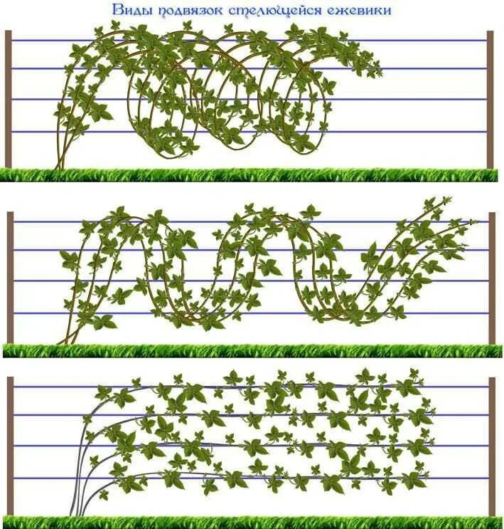 Ежевика ползучая подвязка. Ежевика Торнфри подвязка. Шпалера для ежевики Торнфри. Подвязка ежевики бесшипной. Как обрезать ежемалину