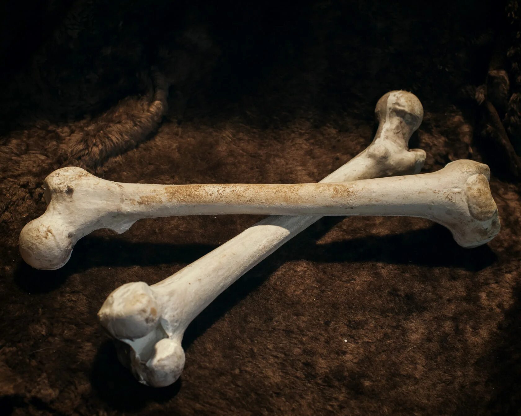 Elder bone