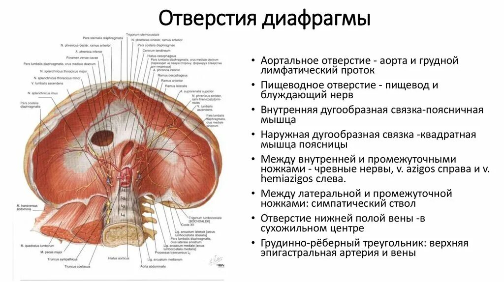 Частью какой из систем органов является диафрагма. Топография пищеводного отверстия диафрагмы. диафрагма топографическая анатомия схема. диафрагма расположение части отверстия функции. строение и топография диафрагмы.