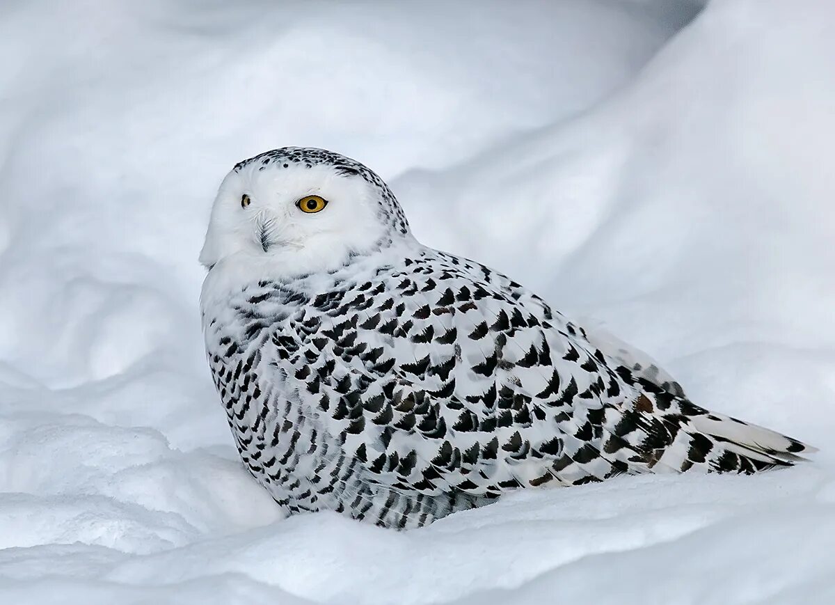 мос окрас полярная