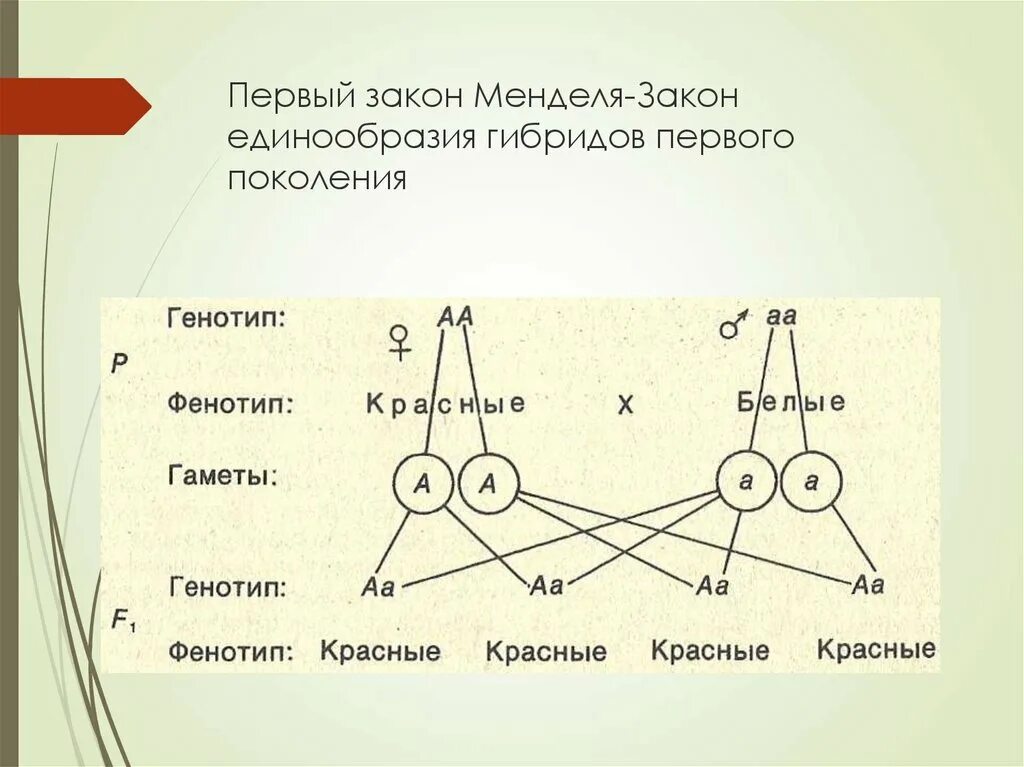 1 Закон Менделя схема. Первый закон Менделя закон единообразия гибридов первого поколения. Генетическая схема закона единообразия Менделя. Генетическая схема 2 закона Менделя. Мендель второе поколение гибридов