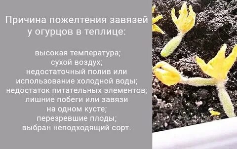 Желтеют листья огурцов чем подкормить в теплице