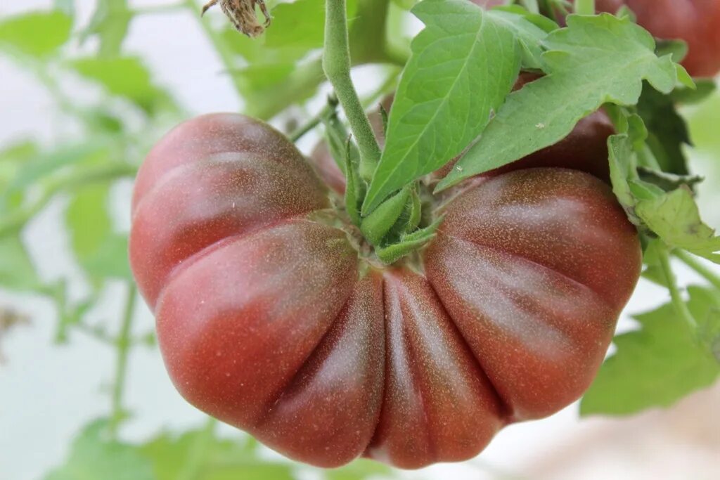 Тыква томатом. Cucurbita реро. Рустикальный томат. Помидор картофель морковь. Плодовые тыквенные овощи.