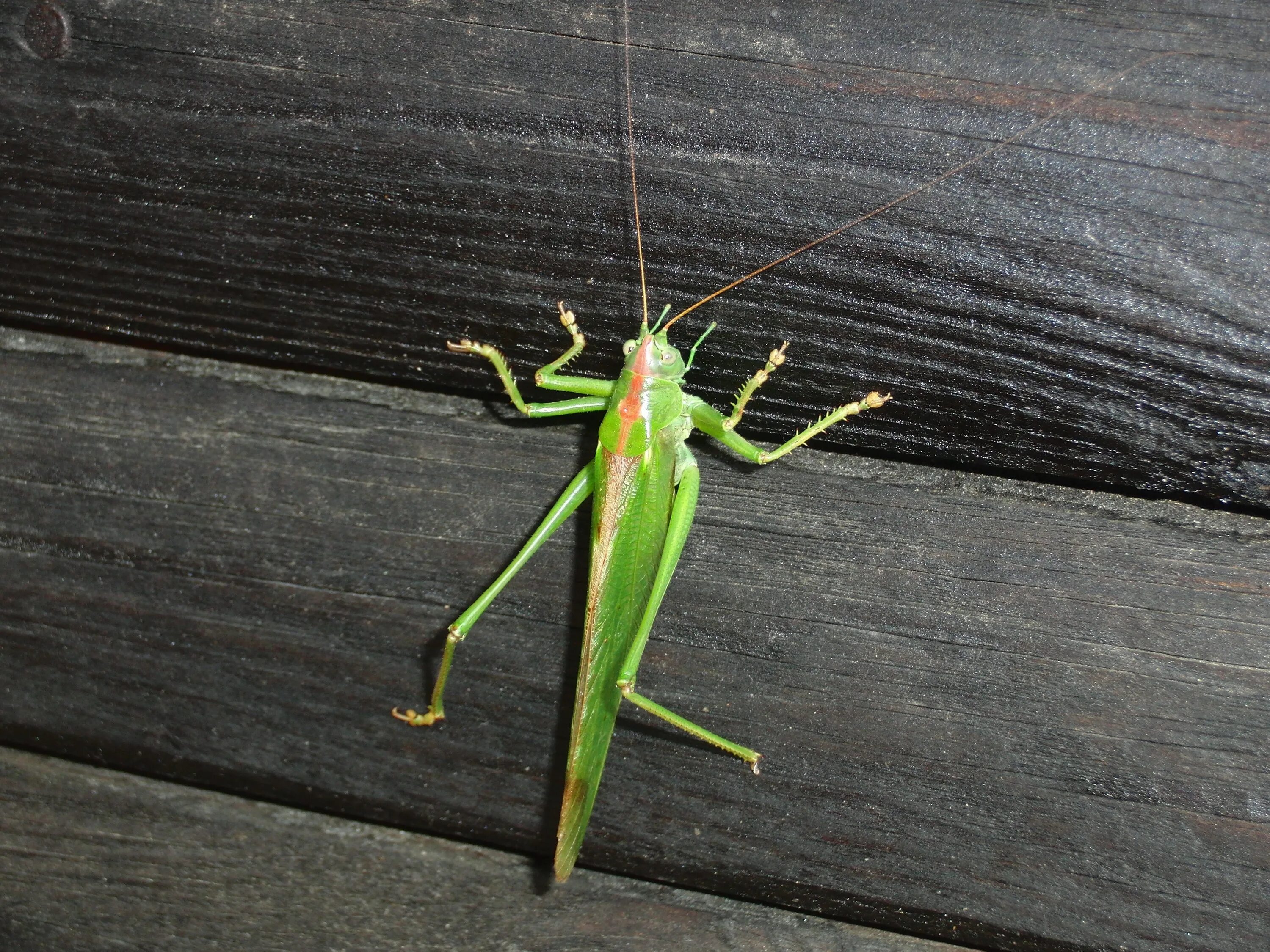Тип симметрии животного кузнечика. Кузнечик tettigonia viridissima. зеленое насекомое. длинный зеленый кузнечик. зелёное насекомое похожее на кузнечика.