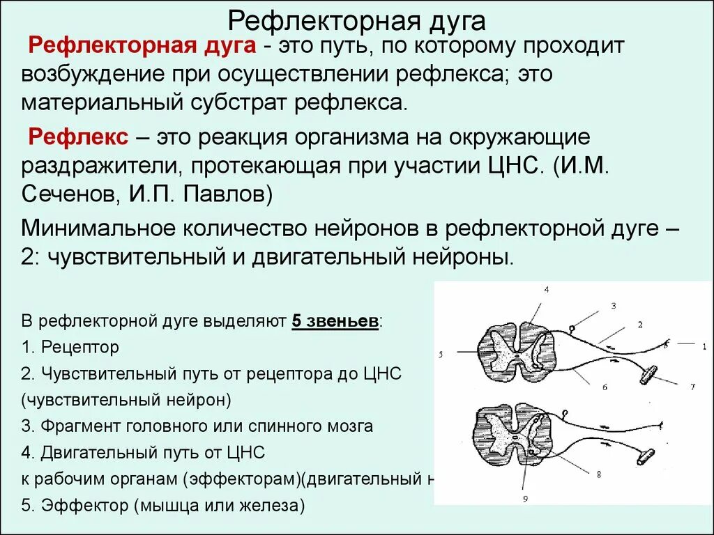 Перечислите основные звенья рефлекторной дуги. Структурно-функциональная классификация рефлекторной дуги. Общие принципы строения рефлекторной дуги. Рефлекс физиология.