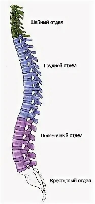 Отделы в позвоночнике млекопитающего начиная с шейного. Изгибы позвоночника. Позвоночник человека и млекопитающих. Расположение отделов в позвоночнике у млекопитающих. Пять отделов позвоночника у животных.