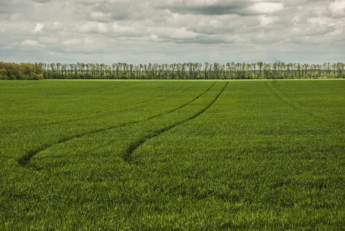 Что такое оземь озимь. Озимь на полях. Что такое оземь озимь. Озимь лексическое значение. Озимь это что такое для детей.