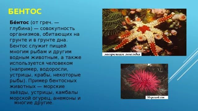 Омар бентос. Бентос водоросли представители. Обитатели бентоса. Бентос адаптации.