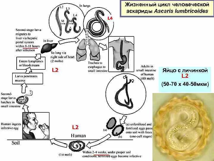 Жизненный цикл Ascaris lumbricoides схема. Цикл развития аскариды человеческой. Схема развития аскариды. Ascaris lumbricoides жизненный цикл.