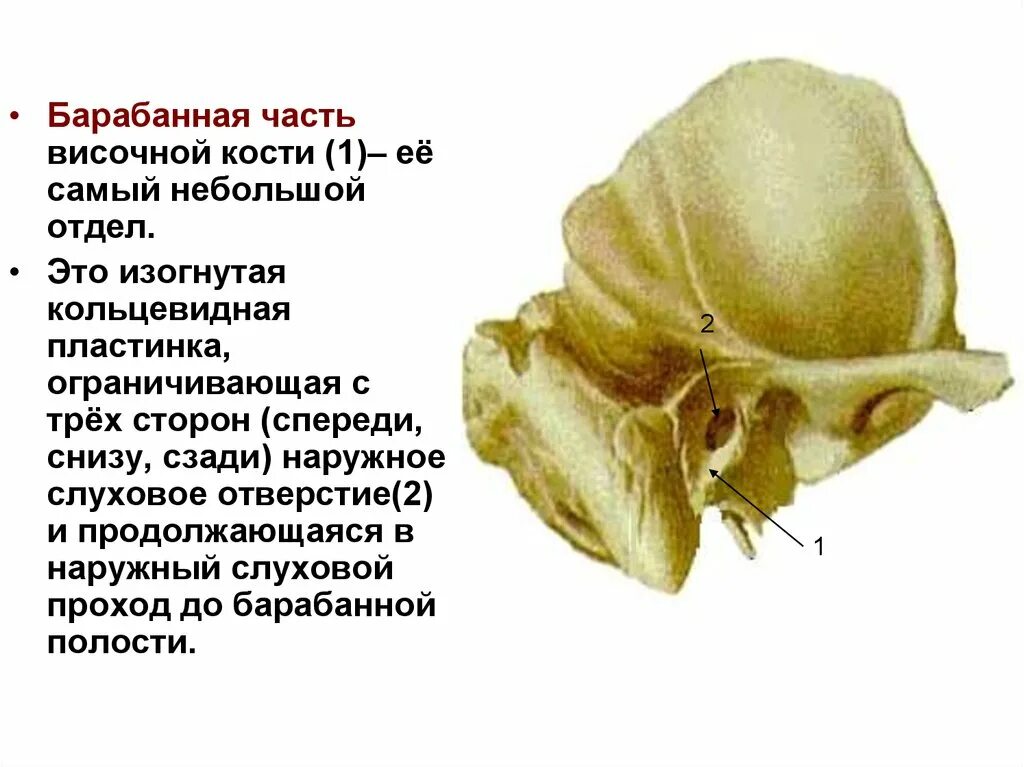 Барабанная полость височной кости анатомия. Височная кость черепа анатомия человека. Височная кость анатомия каменисто барабанная щель. Пирамида (каменистая часть) височной кости. Изменения височной кости