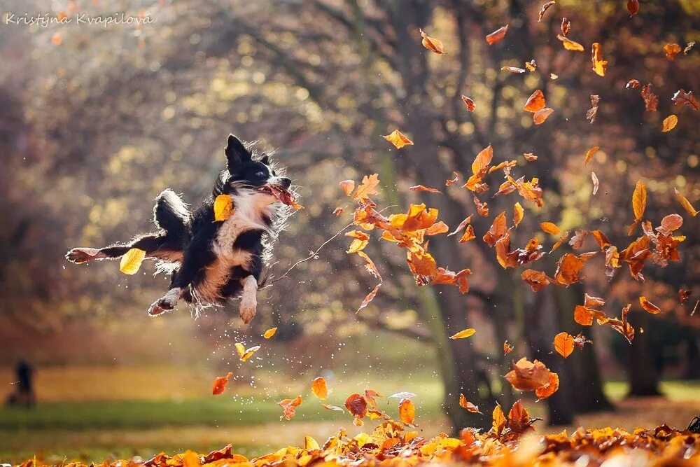 Как животные радуются дождю. Осеннее настроение. Собака в осенних листьях. Осень радость. Собака листопад осень.