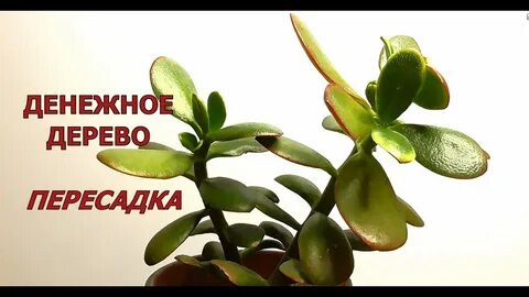 Денежное дерево какой грунт