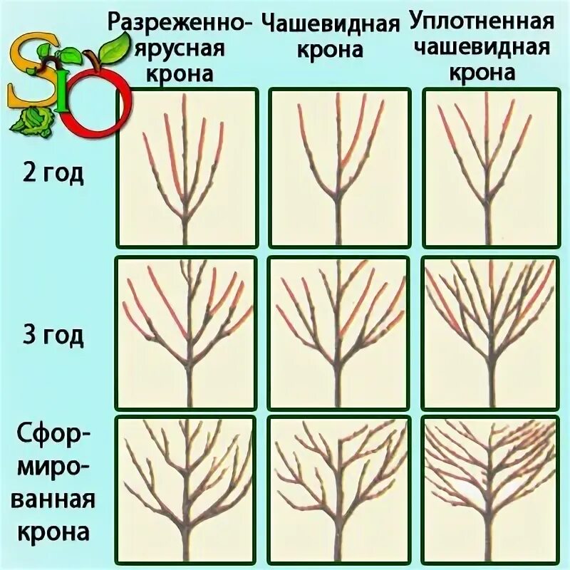 Экипировка баскетболиста. Спортивные атрибуты. Ракетка для большого тенниса prince. Формировка саженца яблони чашей. Экипировка и инвентарь для баскетбола.