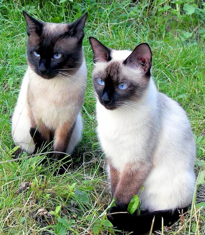 Породы сиамского окраса. Сиамская и тайская. Сиамский Сноу-Шу. Тайский сиамский кот. Сиамская и тайская кошка.
