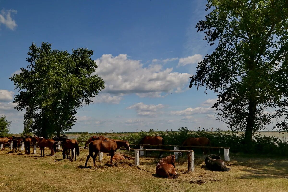 станица роговская тимашевский район. краснодарский край, ст-ца. станица роговская. роговская тимашевский район краснодарский край. атаман тимашевского района.