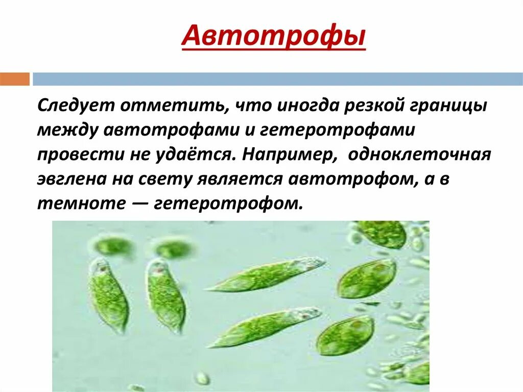 Группа автотрофных организмов. Автотрофы и гетеротрофы. Автотрофы примеры. Автотрофами являются. Одноклеточный автотрофный организм.