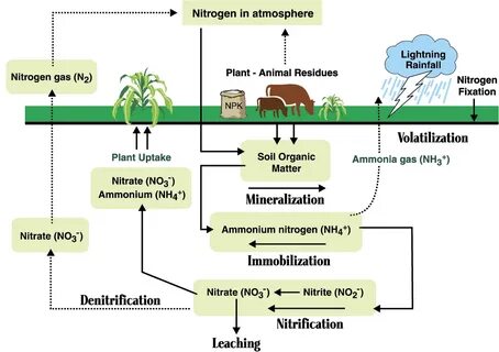 Many plant and animal