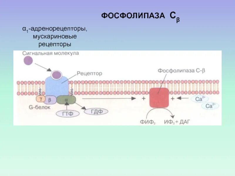 Классификация рецепторов мембраны. Сигнальные молекулы биохимия. Ядерные рецепторы. Фосфолипаза а2 а1 с д. Строение рецепторов мембраны.