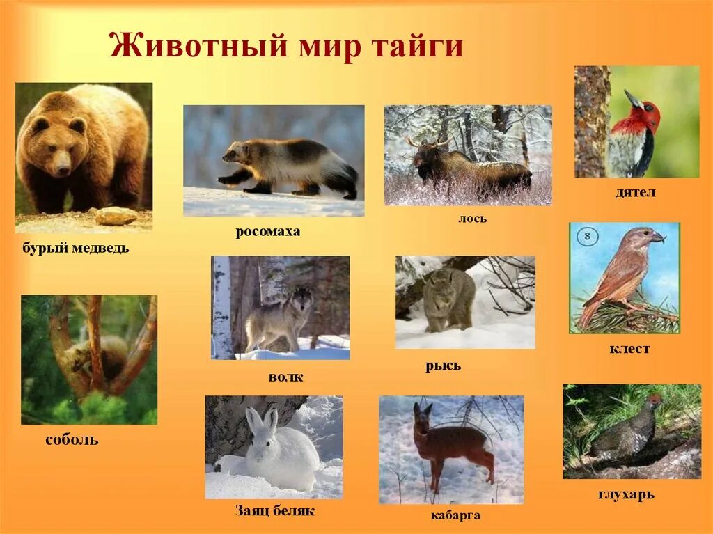 В какой природной зоне россии встречается лисица. Животные зоны тайги в России. Животный мир тайги в России 4 класс. Животные обитающие в тайге. Животный мир таежной зоны.