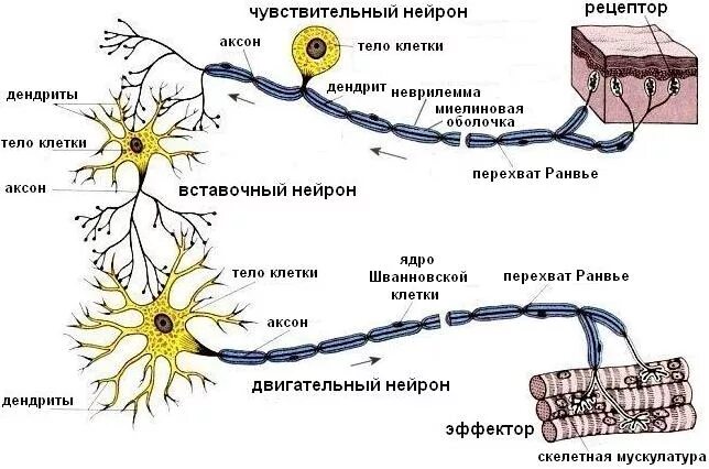 Двигательный Нейрон чувствительный Нейрон. Вставочный Нейрон функции. Чувствительный вставочный и двигательный Нейроны. Схема вставочного нейрона чувствительного.