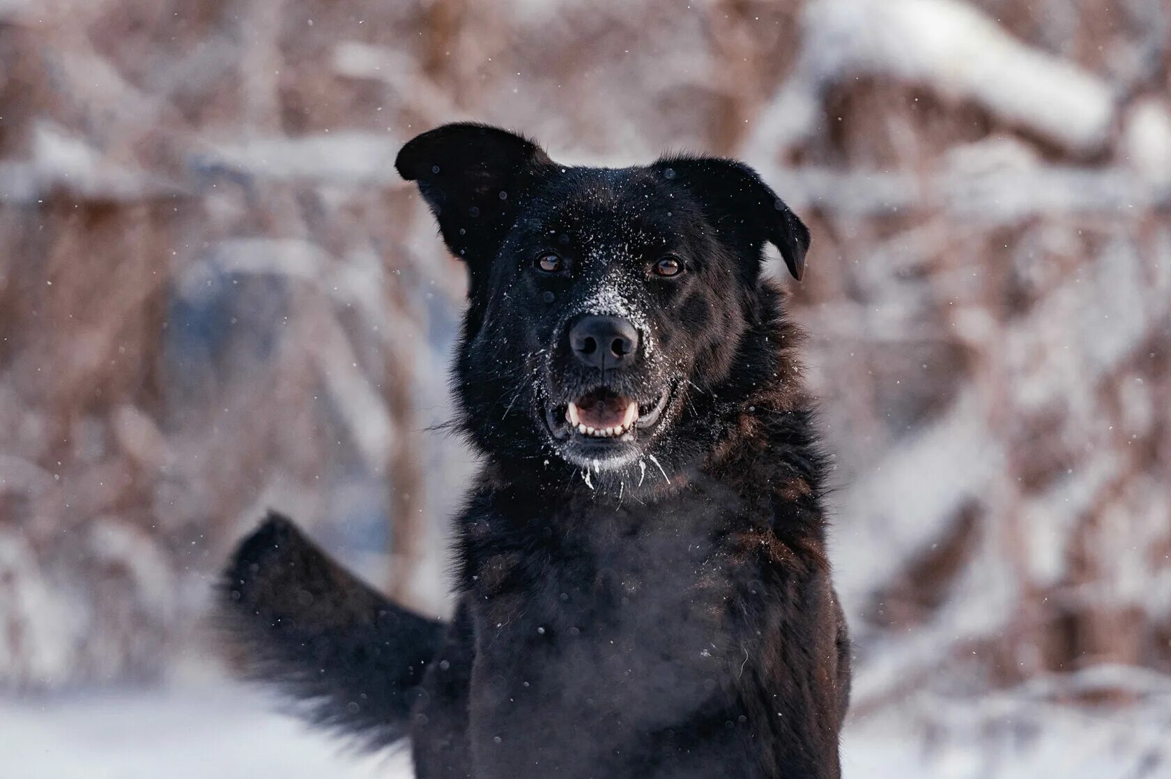 Палкан. Каргопольская игрушка полкан. Китоврас каргопольская игрушка. Промысел каргопольская игрушка. Каргопольская глиняная игрушка полкан.