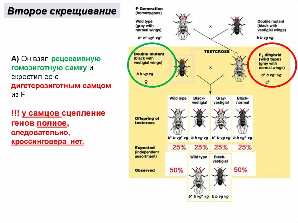 Наследование при полном сцеплении генов. Морган сцепленное наследование. Полное сцепление генов. Полное и неполное сцепление генов. Закон сцепленного наследования.