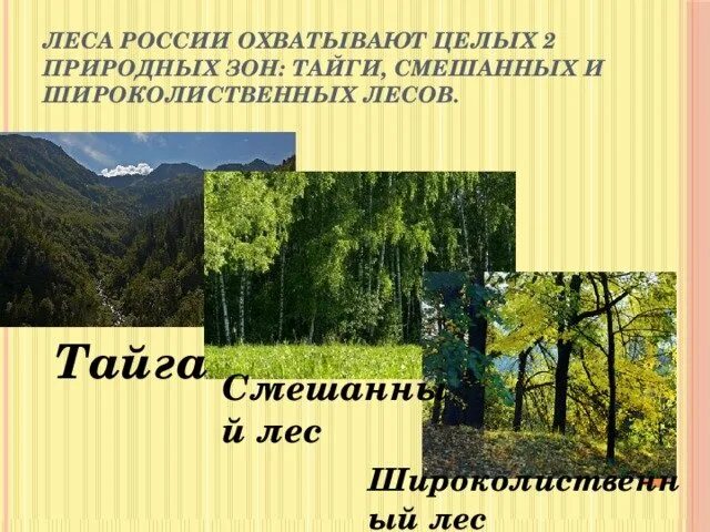 Природная зона тайги и смешанных лесов. Тайга смешанный лес широколиственный лес 4 класс. Nfquf cvtifyysq KTC B inhjrjkbcndtyysq KTC. Тайга смешанные и широколиственные леса. Природная зона тайги, зона смешанных и широколиственных лесов.