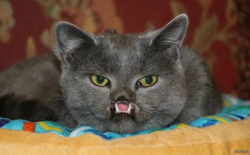 Кот вампир. Кот с большими клыками. Британский кот с клыками. Злой британец. Кот оказался вампиром
