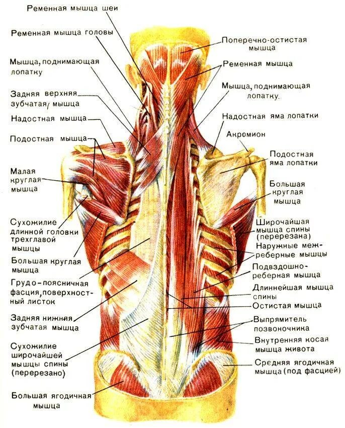Строение поверхностных мышц. Атлас синельников мышцы спины. строение спины сзади у человека с названиями. мышцы спины анатомический атлас. мышцы и фасции спины анатомия.