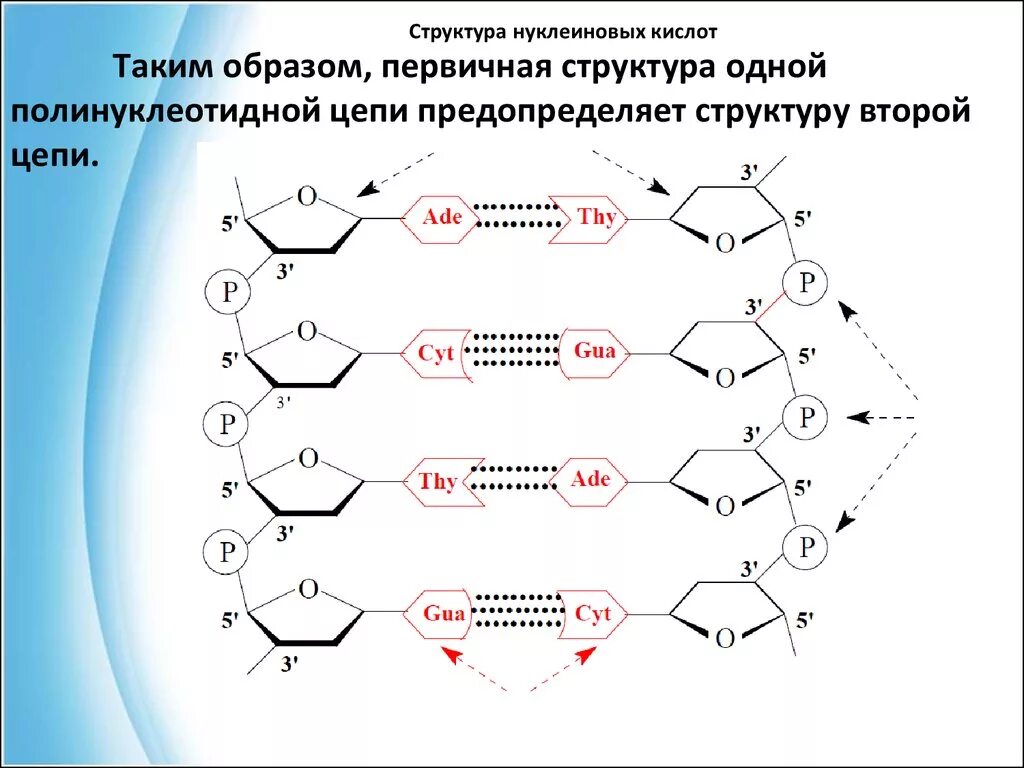 Структура цепи нуклеиновых кислот. Вторичная структура нуклеиновых кислот формула. Строение нуклеиновых кислот связи. Первичная структура нуклеиновых кислот нуклеиновых кислот.