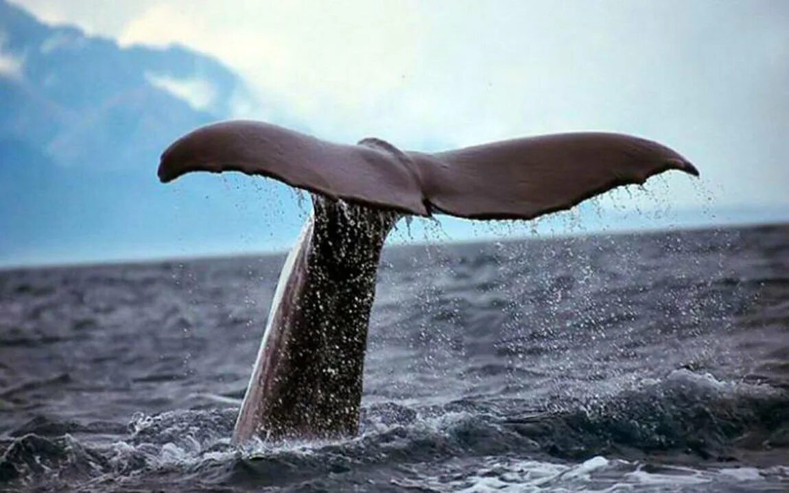 Коста Рика киты. Хвост горбатого кита. Кит Горбач хвост. Коста Рика китовый хвост. Самое крупное простейшее
