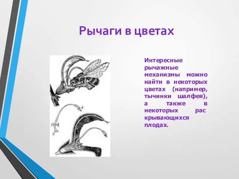 Рычаги в природе физика 7 класс. Рычаги в технике. Рычаги в природе презентация. Интересные рычажные механизмы. Рычаги в природе и технике.