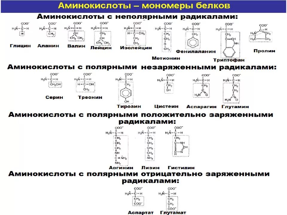 Аминокислоты строение и классификация. Классификация аминокислот неполярные. Классификация аминокислот Ленинджер. Классификация аминокислот Полярные и неполярные. Классификация аминокислот по полярности радикалов.