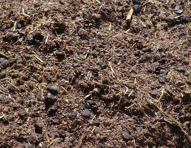 Кроличий навоз для огорода. Мешок под хвост для навоза козы. Козий перегной. Как выбрать козлёнка на племя. Козу навозу.